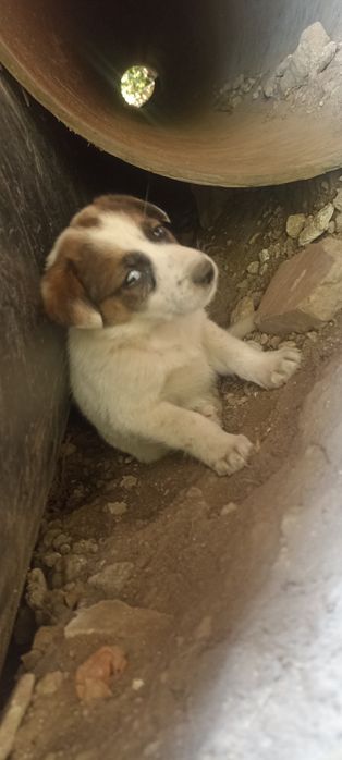 Отдам в добрые и хорошие руки