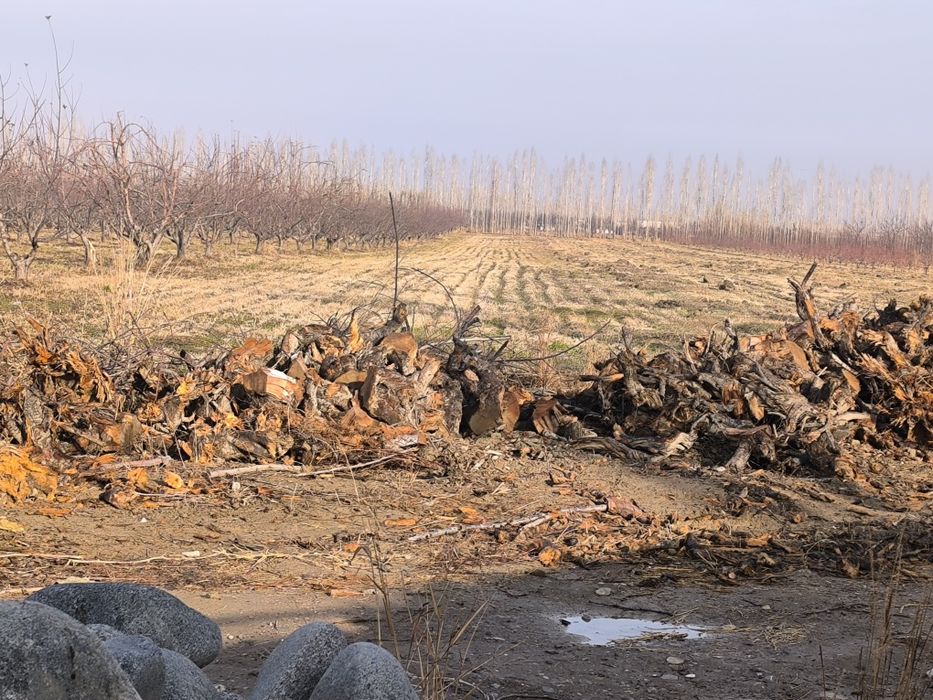 Олма гилос урик Шох ғула томир бор сотилади