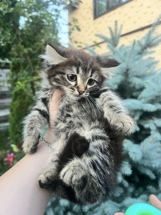 Пушистая девочка