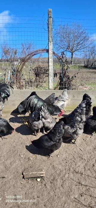 Ouă australorp,rhode island și moțate