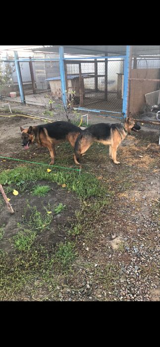 Продается щенок немецкой овчарки(девочка)