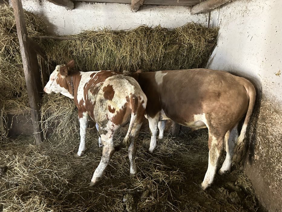 Vand un tauras si doua vitele