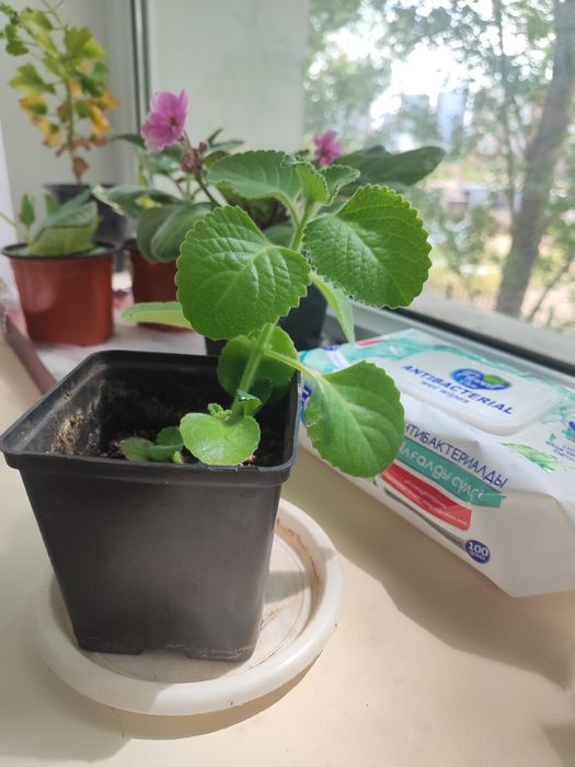 Комнатные цветы, пеларгонии