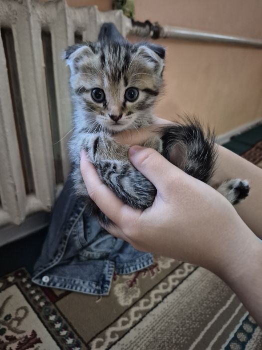 Вислоухая котята