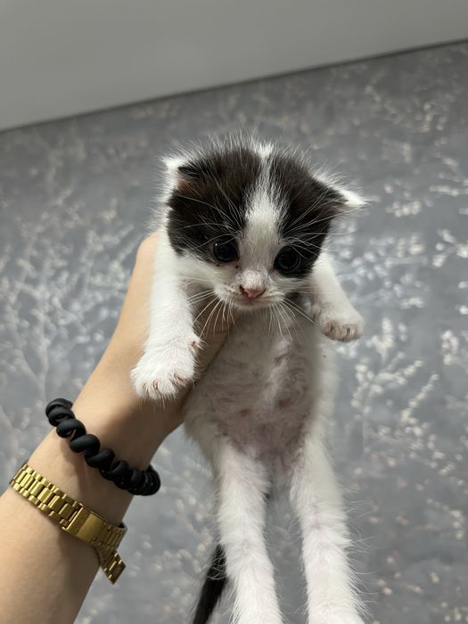 Котята  девочки , отдадим доброму сердцу