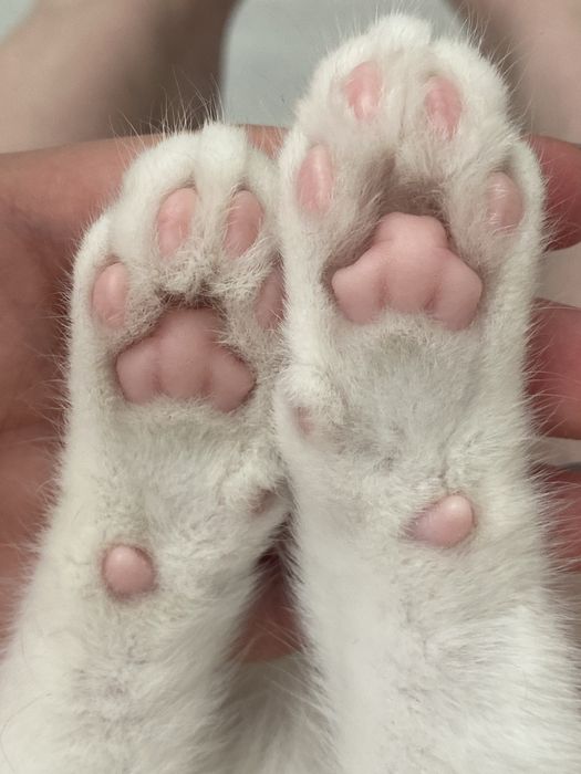 Котенок 4 месяца