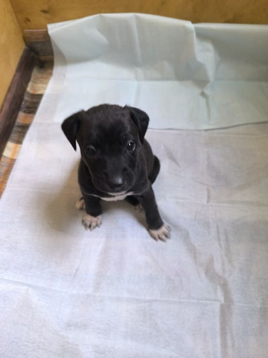 Бутузы подрастающие