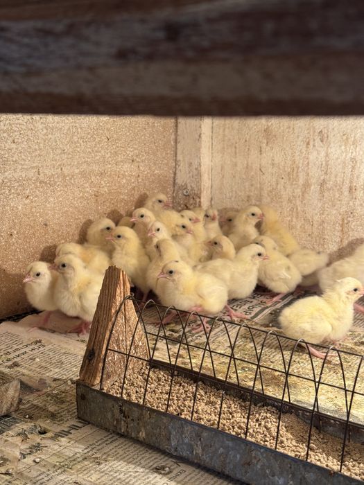 Продаю цыплята  Коралл Ник