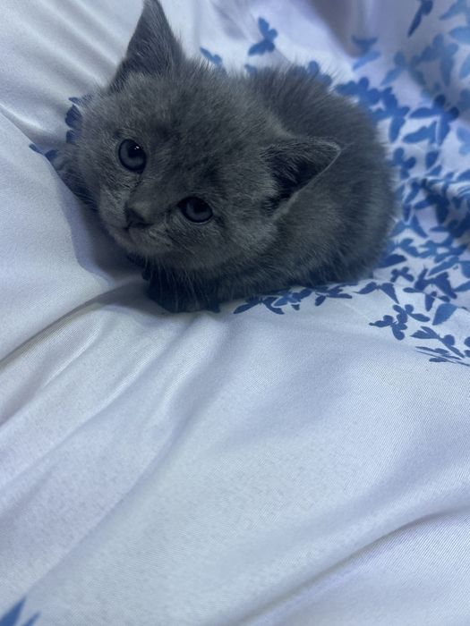 Mushuk bolalari sotiladi