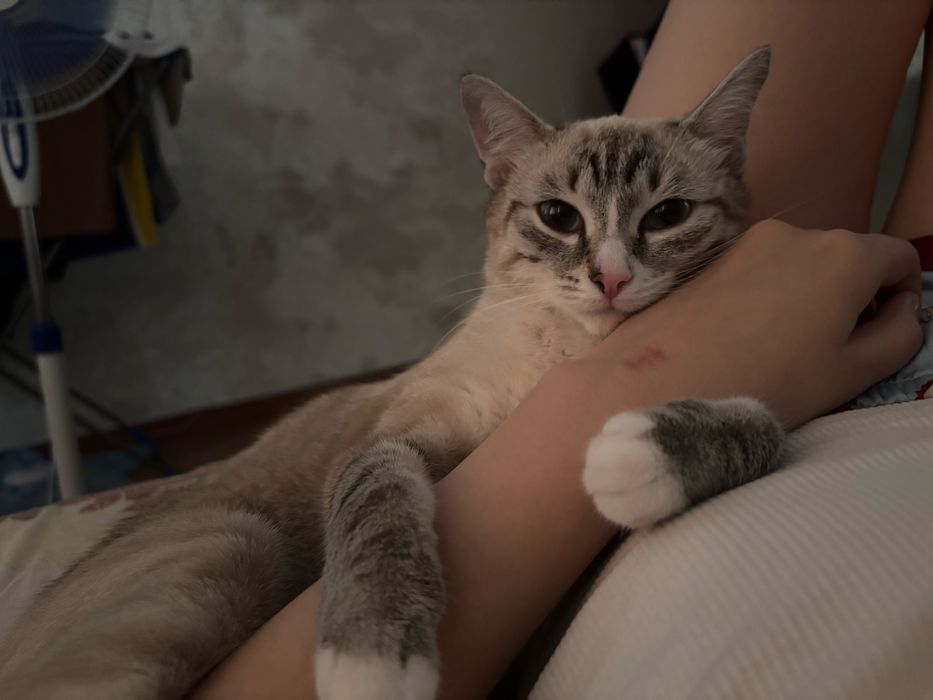 Отдадим красотку кошку