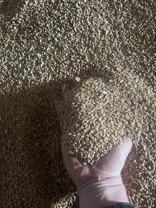 Ячмень.Платный чат!Все корма .