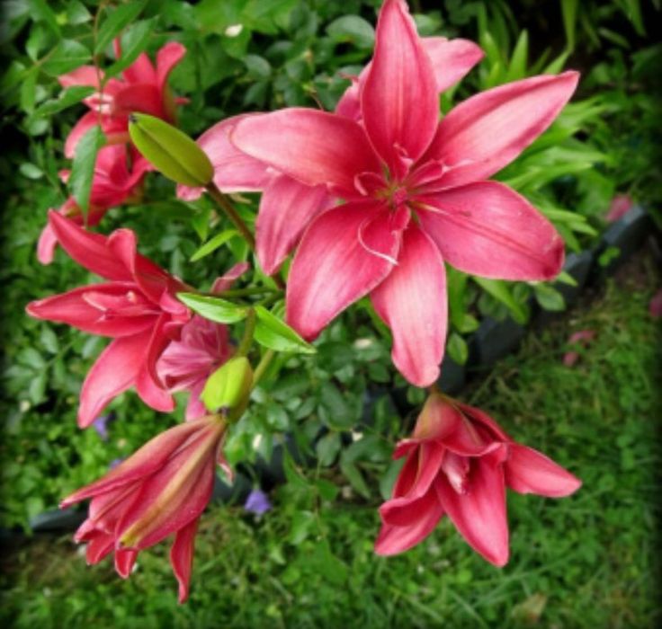 Продам цветы многолетние