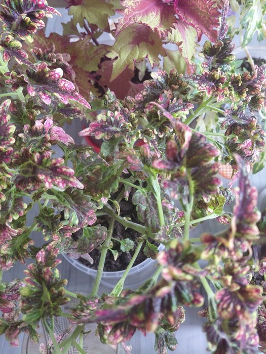 Продам цветы коллеусы.