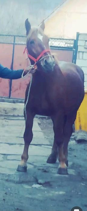 Vând armăsar de 2 ani