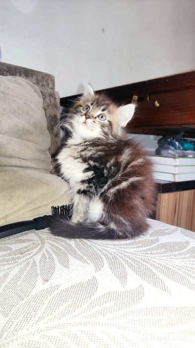 Мы близняшки два мальчика