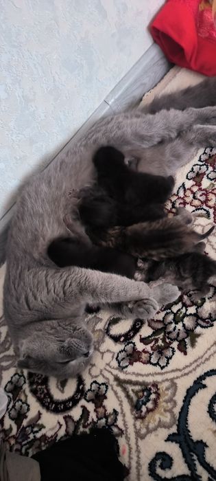 Scottish fold Toza zot  100%