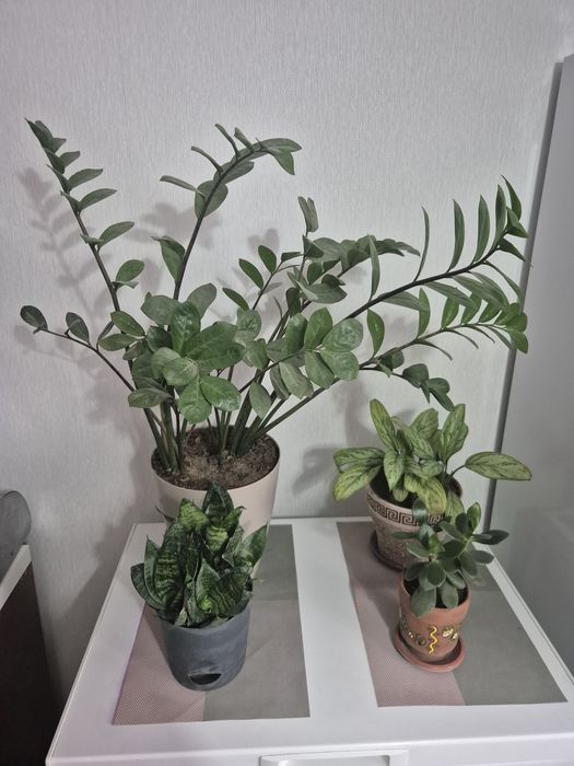 Цветы домашние горшковые