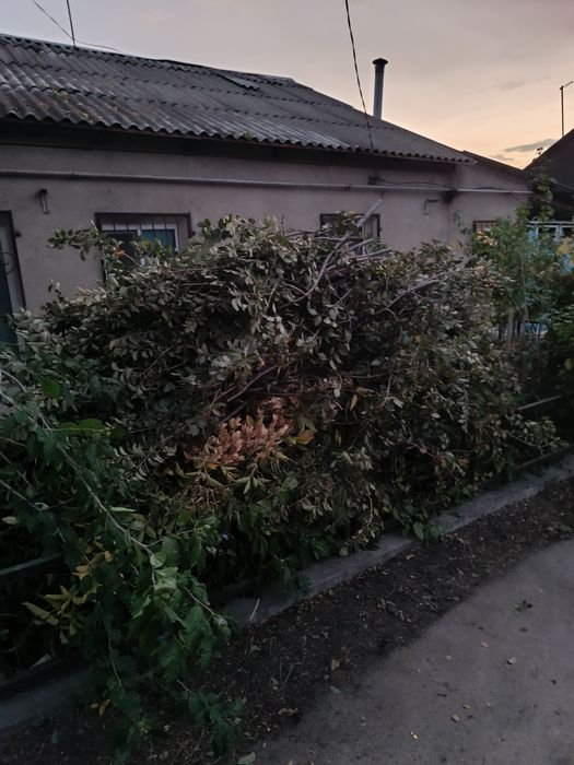 Бесплатно дерево. Спилил уже.