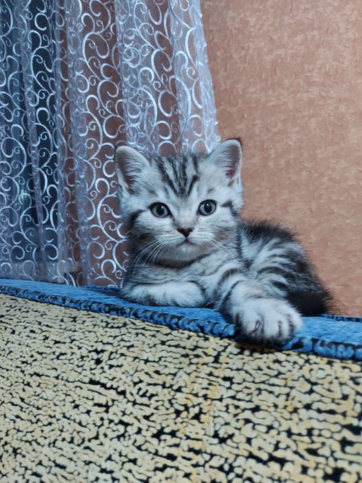 Продаю породистых котят