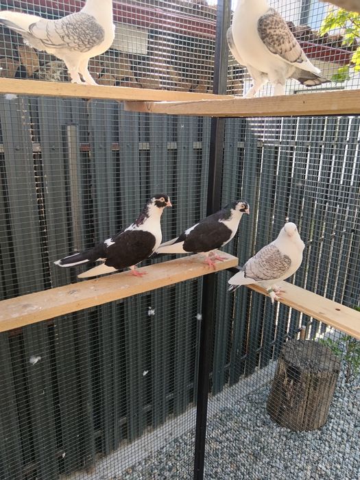 Porumbei galateni, jucatori