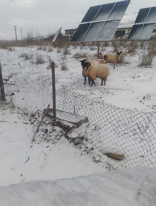 Vând 5 oi turcane breze