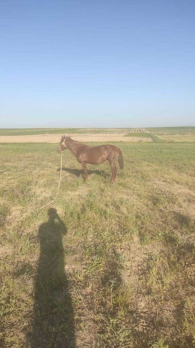 Ona bola biya sotiladi