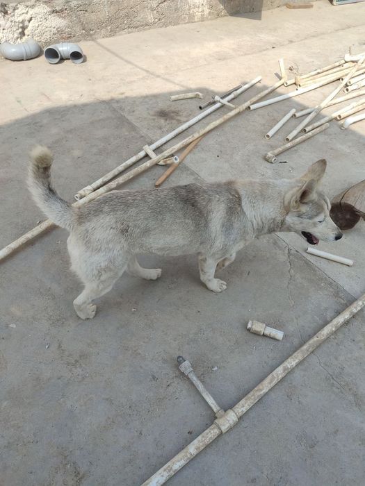 Беременна bolasi bor qorni da akito dan