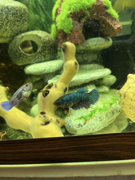 Петушки самки и самцы