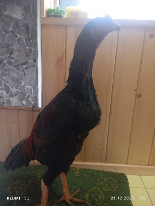 Дакан жужик шамо