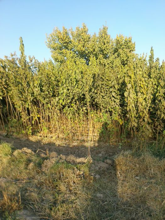 Tut kuchatlari cheklanmagan miqdorda