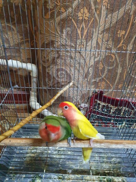 Неразлучники продаётся вся семейка