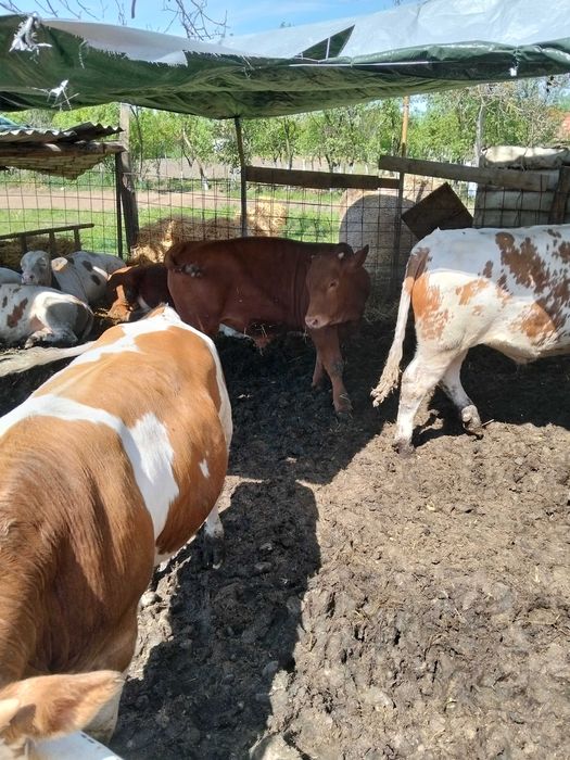 Vand vitei de rasa,greutate intre 250_330kg,crescuti in conditii bune,hraniti corespunzator .