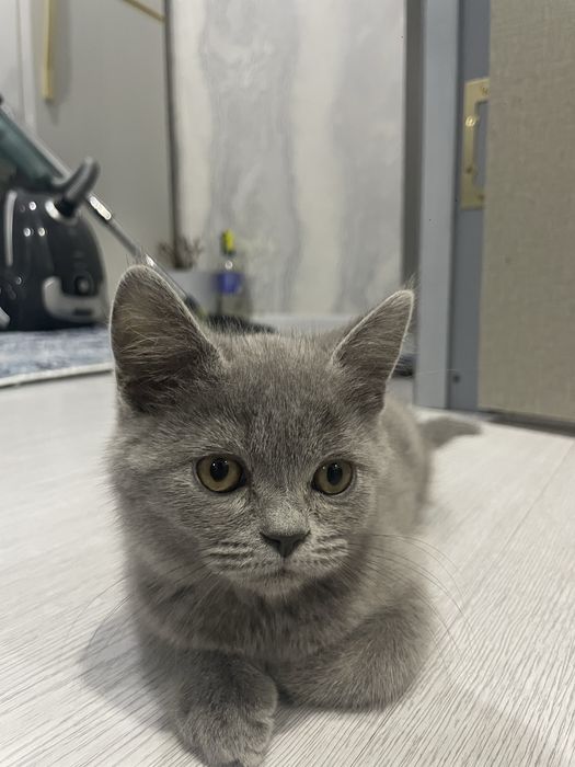 Продам британского котёнка 6 месяцев мальчик