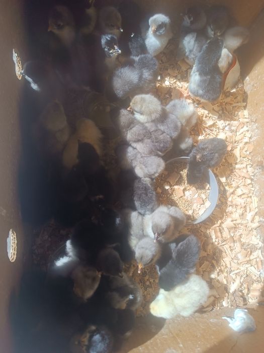 Vând 35-40 pui Australorp