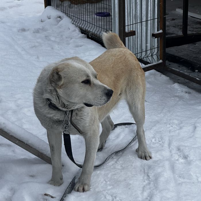 Ищем подругу для алабая