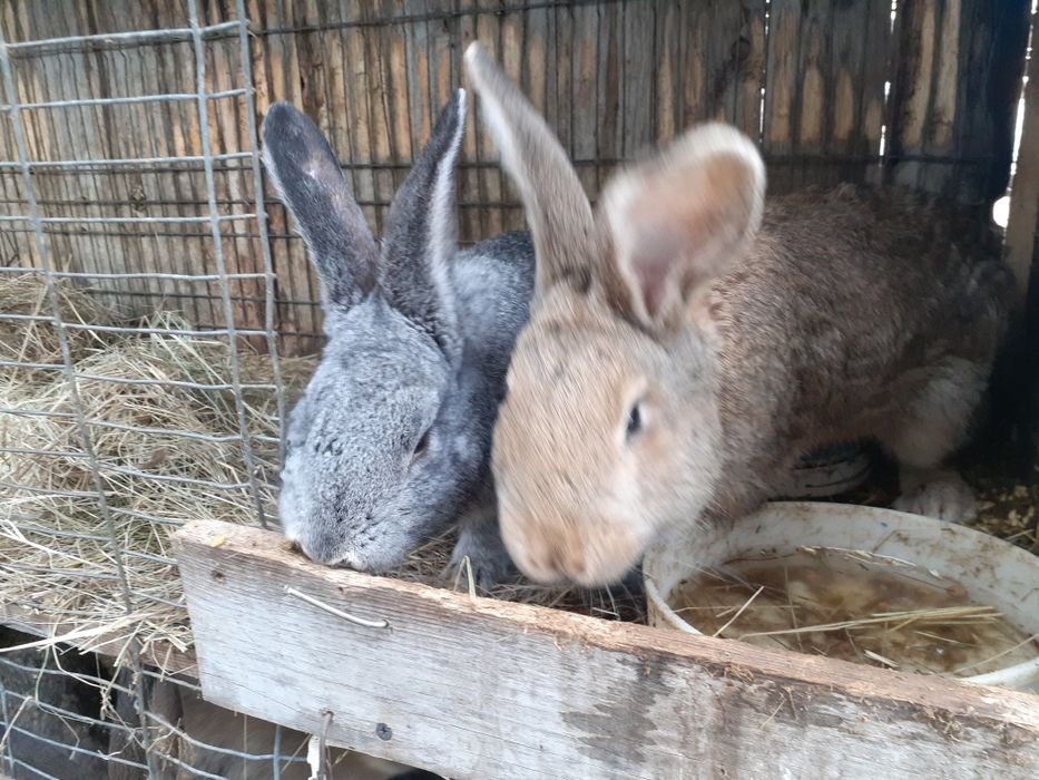 Продам кролов...