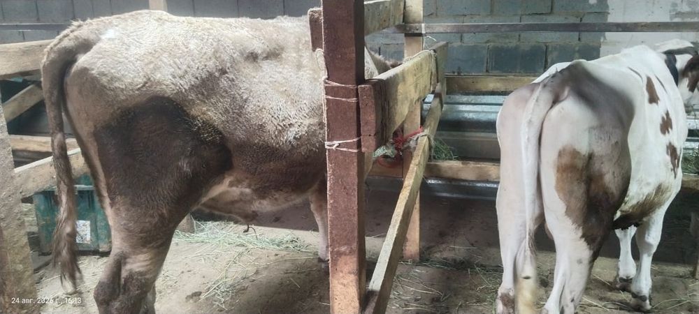 Продам трех породистых  бычков