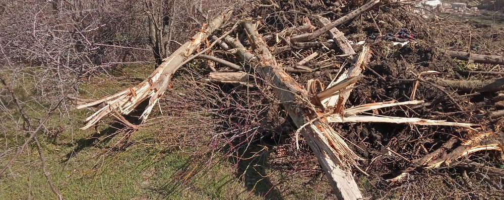 Дърва за огрев различни видове половин и ЦЯЛ Бус