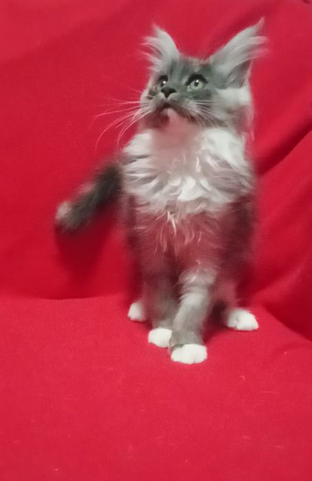 Будущие великаны