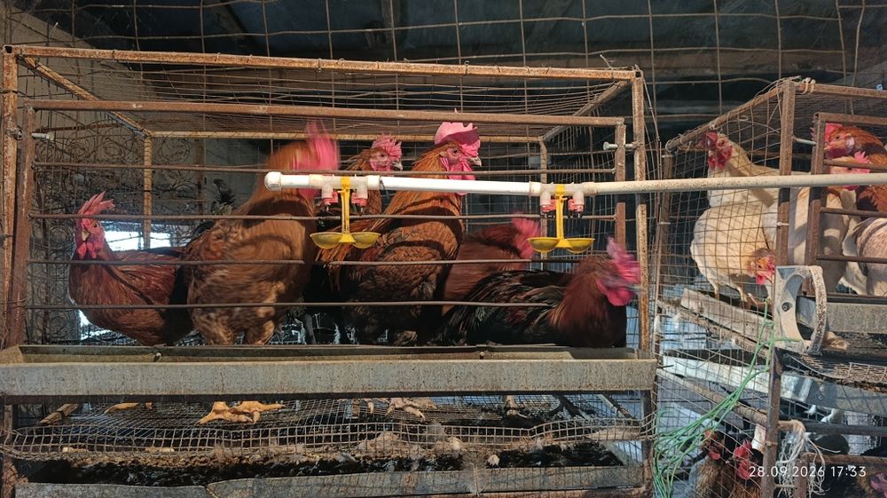 Продам петухов 5 месячных