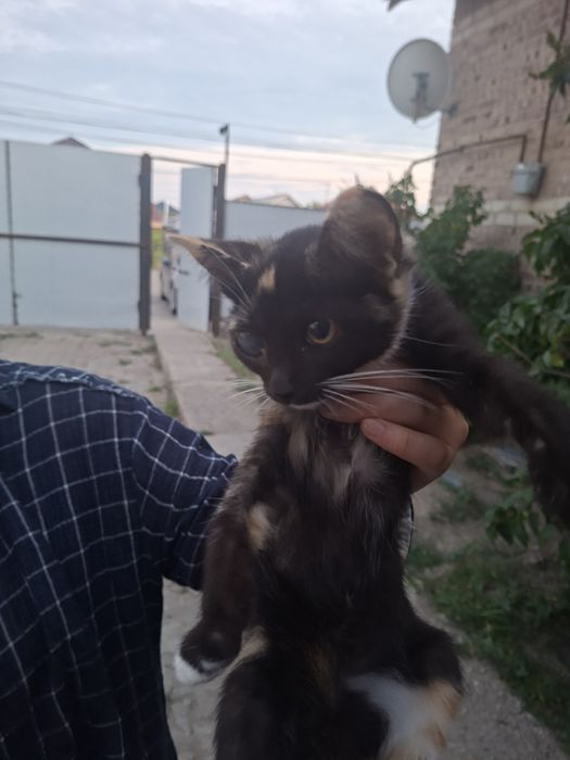 Котята маленькие