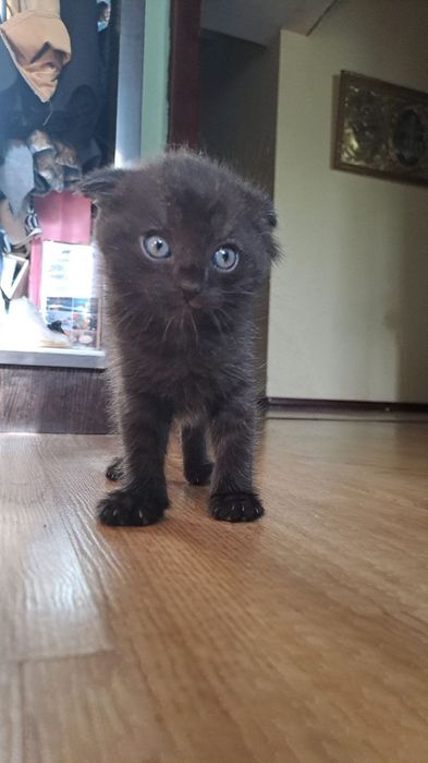 Продаются котята вислоухие. Возраст 2 месяца.