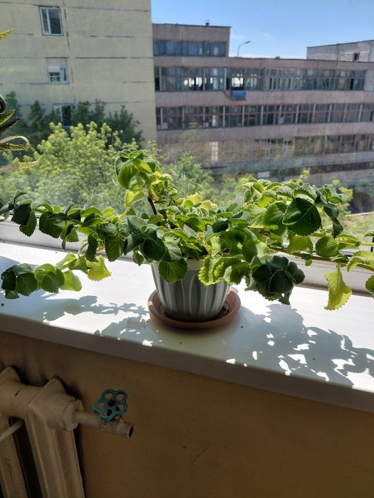 Продам Плекрантус. Комнатная мята.