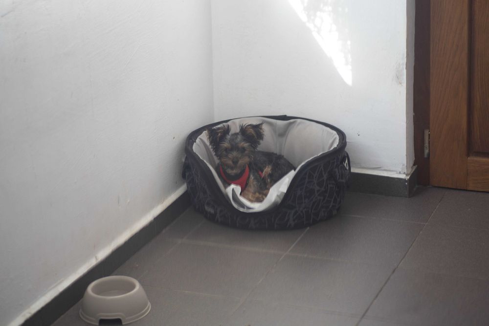 CAZARE caine,pensiune PET HOTEL,PET SITTER bona animale