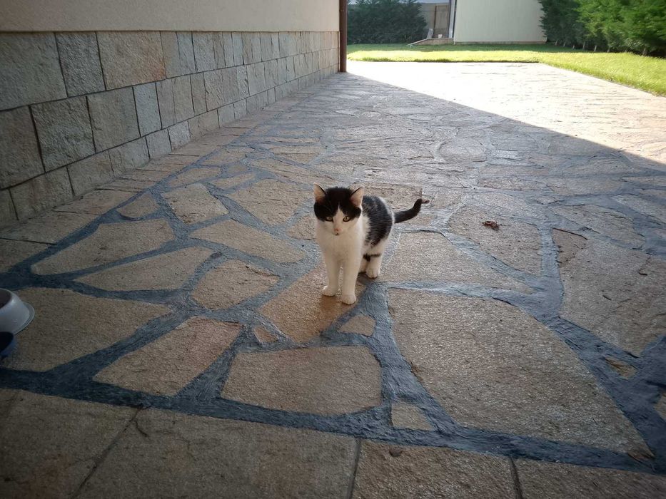 Подарявам няколко котета