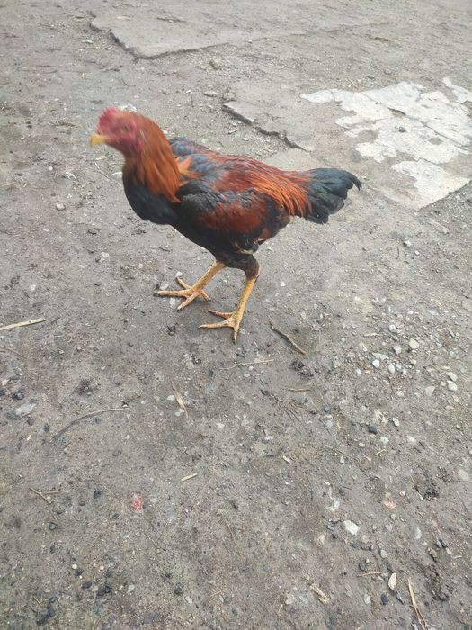 Продам дакан с даканихами