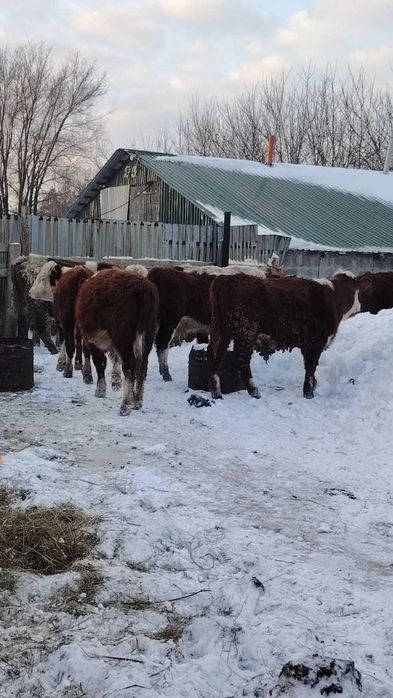 Продам тилята мясные