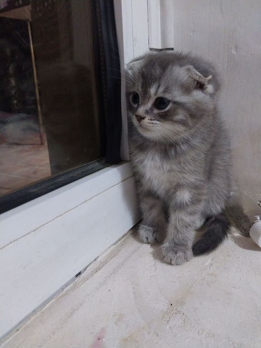 Scotish fold va straight mushukchalar arzon narxda. Toza zot