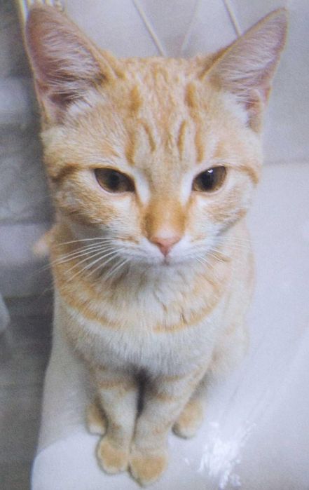 Отдам котенка 6 месяцев