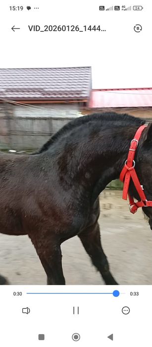 Mânz friz de vânzare